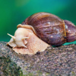 How to Start Snail Farming
